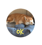 柴犬サーくん4飛ばして5（個別スタンプ：20）