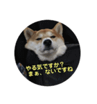 柴犬サーくん4飛ばして5（個別スタンプ：21）