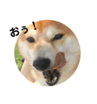 柴犬サーくん4飛ばして5（個別スタンプ：22）