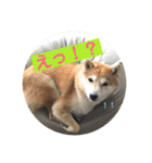 柴犬サーくん4飛ばして5（個別スタンプ：23）