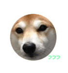 柴犬サーくん4飛ばして5（個別スタンプ：24）