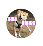 柴犬サーくん4飛ばして5（個別スタンプ：25）