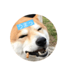 柴犬サーくん4飛ばして5（個別スタンプ：26）