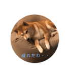柴犬サーくん4飛ばして5（個別スタンプ：27）