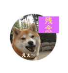 柴犬サーくん4飛ばして5（個別スタンプ：28）