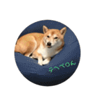 柴犬サーくん4飛ばして5（個別スタンプ：29）