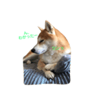 柴犬サーくん4飛ばして5（個別スタンプ：30）
