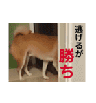 柴犬サーくん4飛ばして5（個別スタンプ：31）