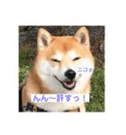 柴犬サーくん4飛ばして5（個別スタンプ：32）