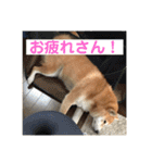 柴犬サーくん4飛ばして5（個別スタンプ：33）