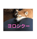 柴犬サーくん4飛ばして5（個別スタンプ：34）