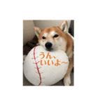 柴犬サーくん4飛ばして5（個別スタンプ：35）