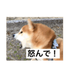 柴犬サーくん4飛ばして5（個別スタンプ：36）