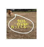柴犬サーくん4飛ばして5（個別スタンプ：37）