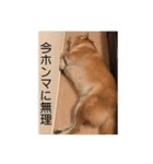 柴犬サーくん4飛ばして5（個別スタンプ：38）