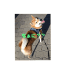 柴犬サーくん4飛ばして5（個別スタンプ：39）