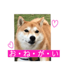 柴犬サーくん4飛ばして5（個別スタンプ：40）