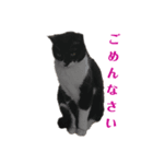 メラちゃんのスタンプ（個別スタンプ：3）