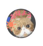 ねこの大五郎（個別スタンプ：2）