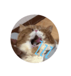 ねこの大五郎（個別スタンプ：3）