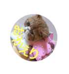 ねこの大五郎（個別スタンプ：4）
