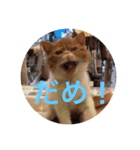 ねこの大五郎（個別スタンプ：5）