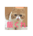 ねこの大五郎（個別スタンプ：6）