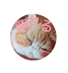 ねこの大五郎（個別スタンプ：7）