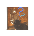 ねこの大五郎（個別スタンプ：8）