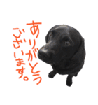 短足黒犬。（個別スタンプ：2）