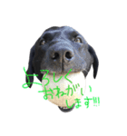 短足黒犬。（個別スタンプ：6）