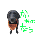 短足黒犬。（個別スタンプ：7）