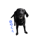 短足黒犬。（個別スタンプ：8）
