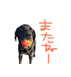 短足黒犬。（個別スタンプ：9）