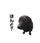 短足黒犬。（個別スタンプ：10）