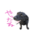 短足黒犬。（個別スタンプ：20）