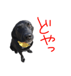 短足黒犬。（個別スタンプ：22）