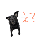 短足黒犬。（個別スタンプ：23）