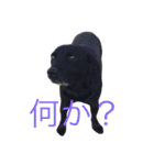 短足黒犬。（個別スタンプ：24）