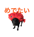 短足黒犬。（個別スタンプ：25）