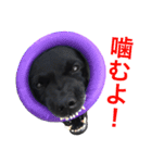 短足黒犬。（個別スタンプ：29）