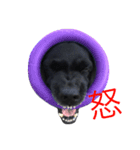 短足黒犬。（個別スタンプ：30）