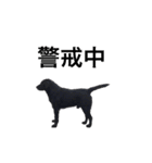 短足黒犬。（個別スタンプ：32）