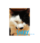 うさぎハチワレ猫黒猫すたんぷ（個別スタンプ：3）