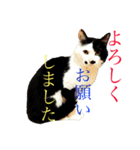 うさぎハチワレ猫黒猫すたんぷ（個別スタンプ：4）