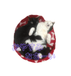 うさぎハチワレ猫黒猫すたんぷ（個別スタンプ：5）