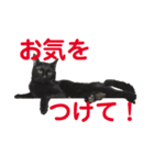 うさぎハチワレ猫黒猫すたんぷ（個別スタンプ：7）