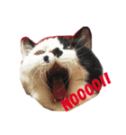 うさぎハチワレ猫黒猫すたんぷ（個別スタンプ：8）