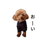 コタローの1（個別スタンプ：2）