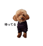 コタローの1（個別スタンプ：3）
